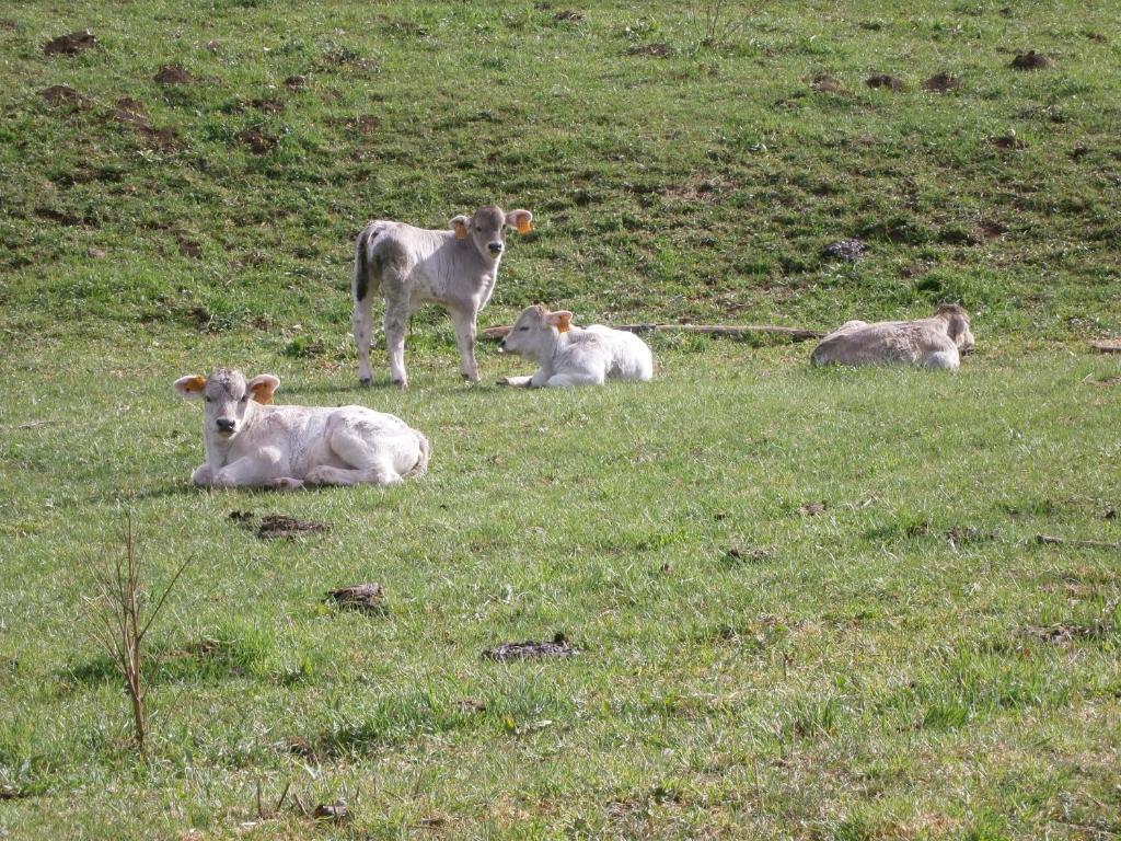 Turisme Rural Lo Palle De Cal Bosch Llagunes Zewnętrze zdjęcie